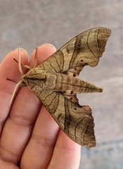 Marumba