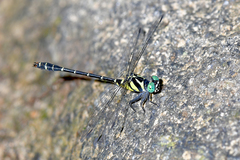 Microgomphus chelifer