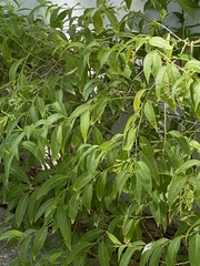Cestrum nocturnum