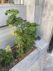 Polyscias guilfoylei