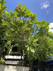 Plumeria rubra