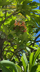 Plumeria rubra