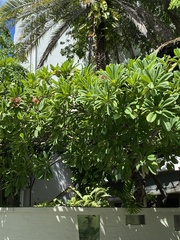 Plumeria rubra