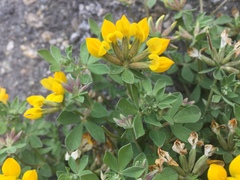 Lotus ornithopodioides