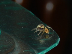 Salticidae