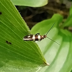 Micropterix aureatella