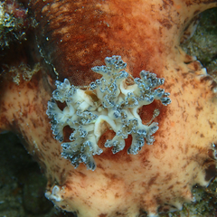 Platydoris cinereobranchiata