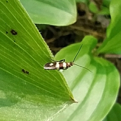 Micropterix aureatella