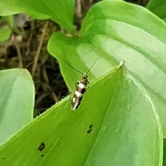 Micropterix aureatella