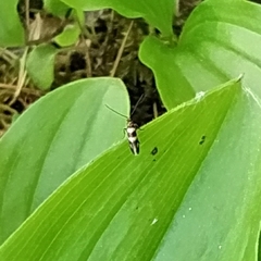 Micropterix aureatella