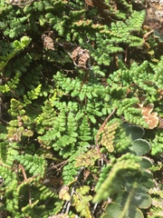Oeosporangium
