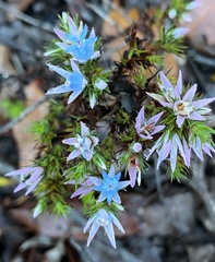 Andersonia caerulea