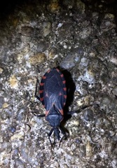 Triatoma sanguisuga