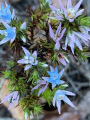 Andersonia caerulea
