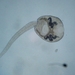 Endoparasitic Flukes - Photo (c) Patrick Hoffman, some rights reserved (CC BY-NC), uploaded by Patrick Hoffman
