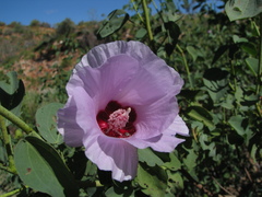 Gossypium sturtianum