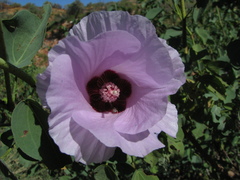 Gossypium sturtianum