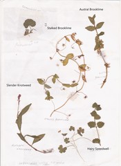 Gratiola pedunculata