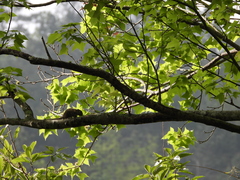 Tamiops maritimus formosanus