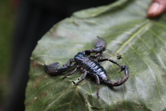 Srilankametrus indus