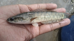 Channa punctata