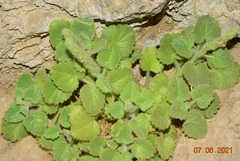 Lafuentea rotundifolia