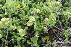 Cynanchum natalitium