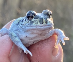 White-Footed Frog photo 1