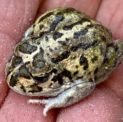 White-Footed Frog photo 2