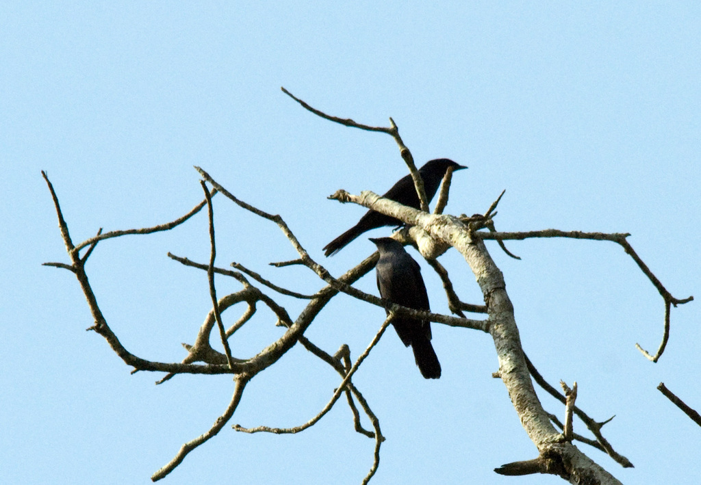 Poeoptera Starlings