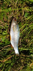 Rutilus rutilus lacustris