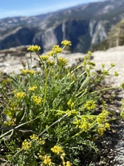 Lomatium torreyi