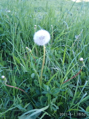 Taraxacum officinale