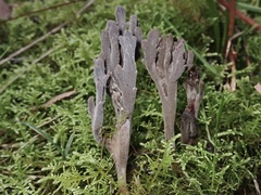 Clavulina tasmanica
