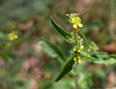 Sisymbrium officinale