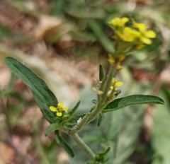 Sisymbrium officinale