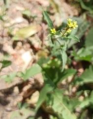 Sisymbrium officinale