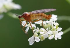 Empis stercorea