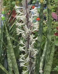 Sansevieria trifasciata