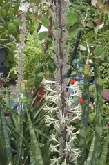 Sansevieria trifasciata