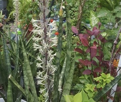 Sansevieria trifasciata
