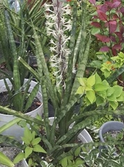 Sansevieria trifasciata