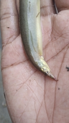 Macrognathus