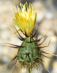 Centaurea sulphurea