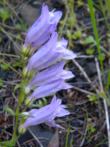 Penstemon fruticosus var. fruticosus