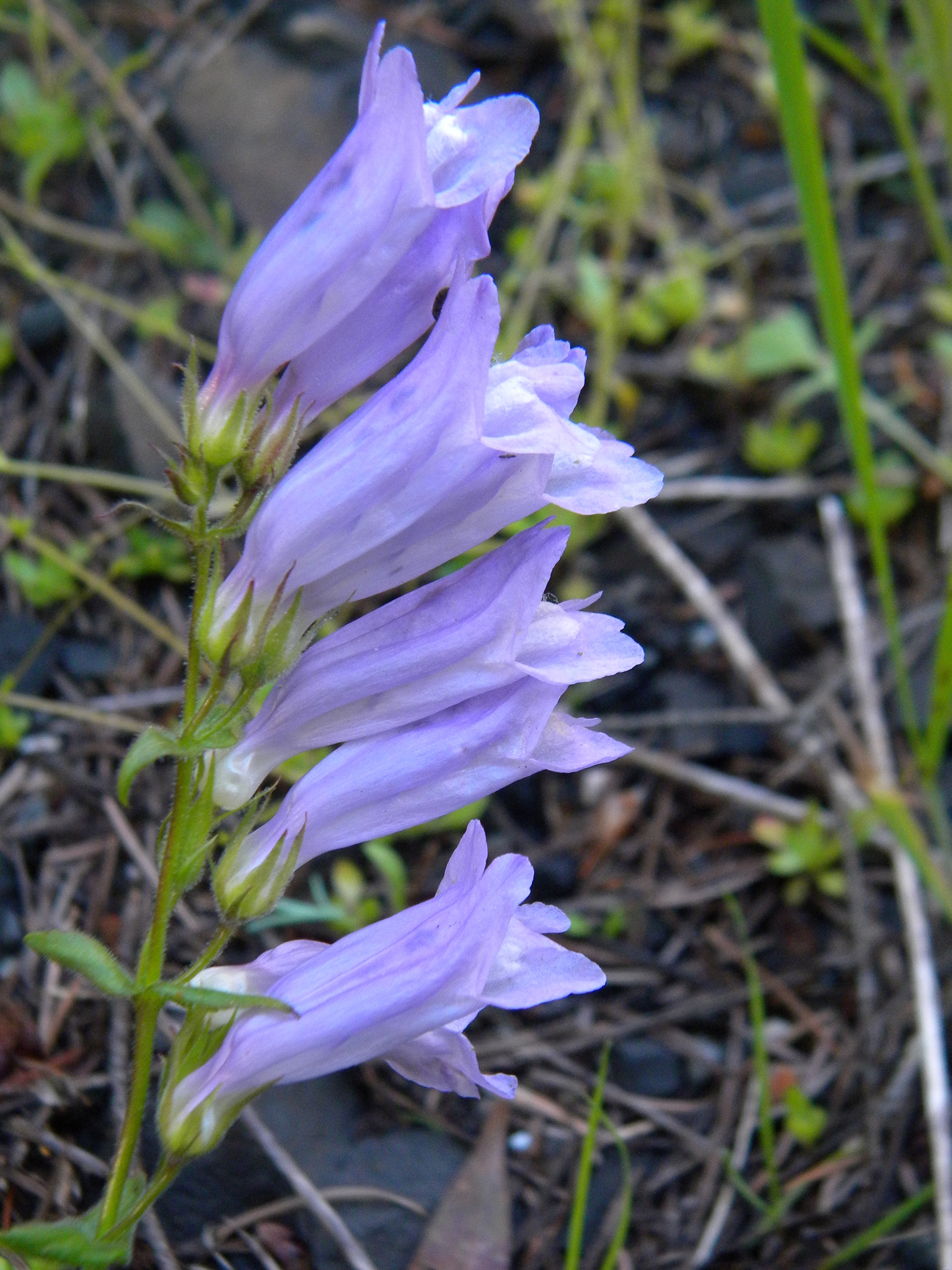 Penstemon fruticosus var. fruticosus
