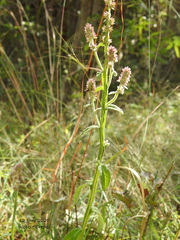 Pterocaulon redolens
