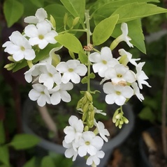 Duranta erecta