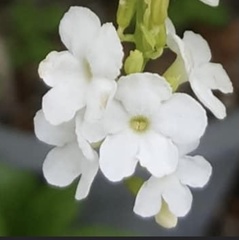 Duranta erecta