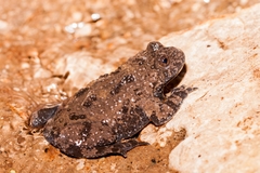 Bombina variegata pachypus